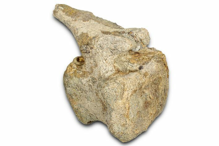 Hadrosaur (Edmontosaurus) Caudal Vertebra - Wyoming #349466